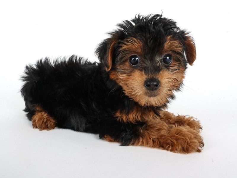 Yorkiepoo-Dog-Female-Black/Tan-5072839-XO PUPS