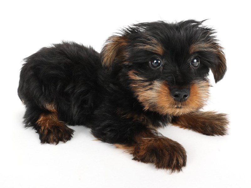[#14804] Black & Tan Male Yorkshire Terrier Puppies For Sale #2