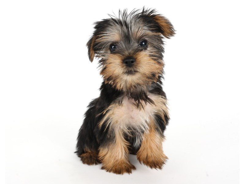 Yorkshire Terrier-Dog-Female-Black/White/Tan-5072759-XO PUPS