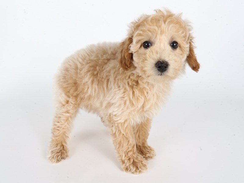 [#14801] Apricot & White Female Miniature Poodle Puppies For Sale #2
