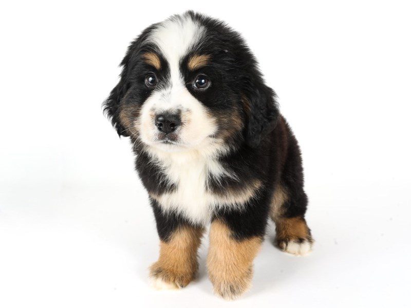 Miniature Bernedoodle-Dog-Female-Tri-Colored-5072753-XO PUPS