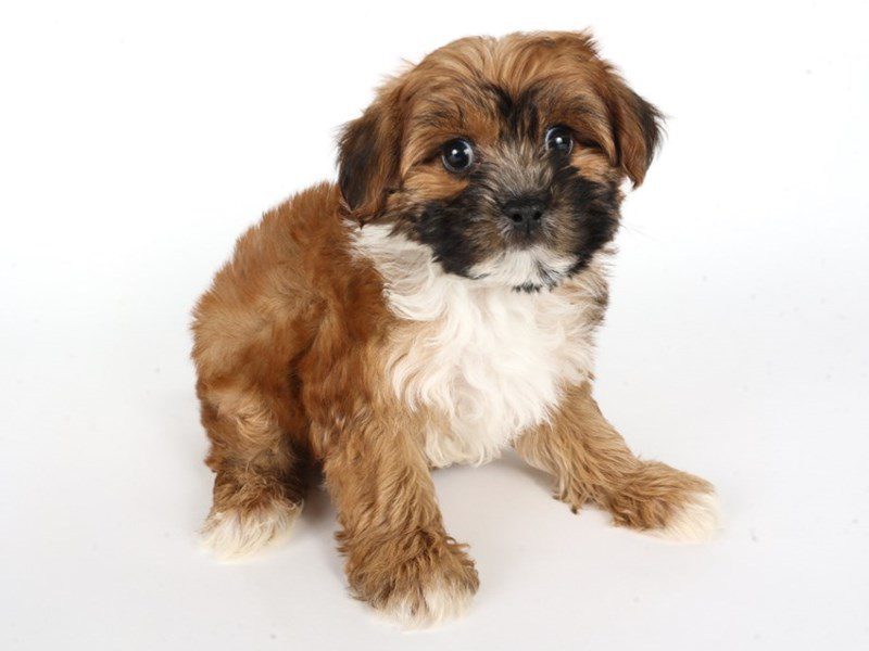 Yorkiepoo-Dog-Male-Red Sable & White-5072717-XO PUPS