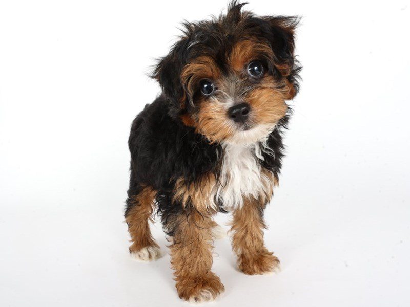 Yorkiepoo-Dog-Male-Black & Tan-5072715-XO PUPS