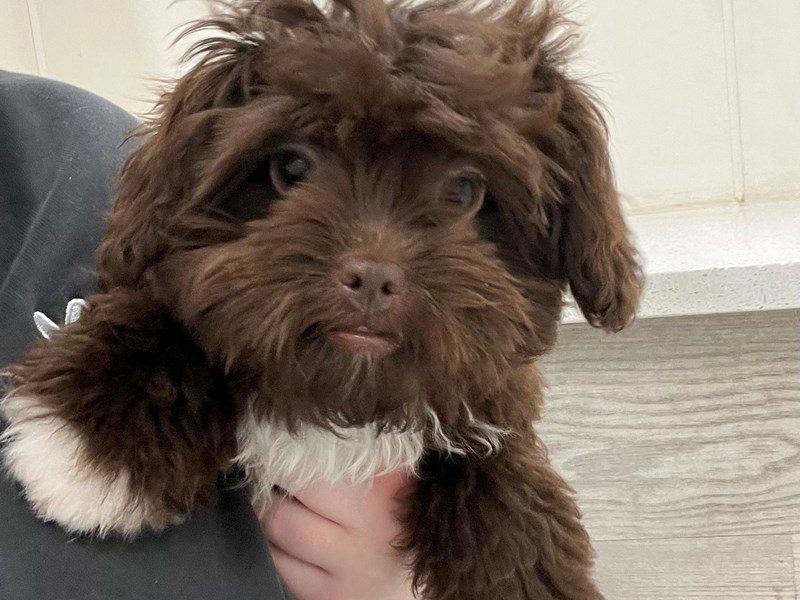 [#14713] Chocolate Female Shihpoo Puppies For Sale #4