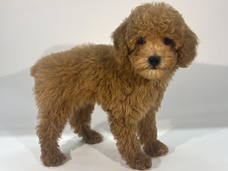 Miniature Poodle-Dog-Female-Red-5071100-XO PUPS