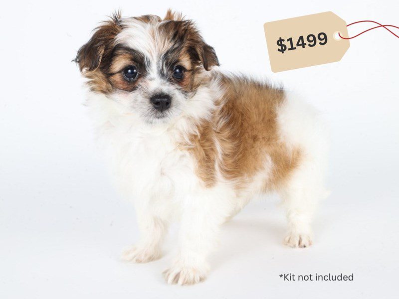 [#14781] Sable/White Male Maltipoo Puppies For Sale #3