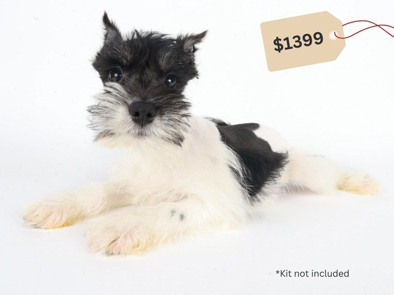 [#14747] Black and White Male Miniature Schnauzer Puppies For Sale #4