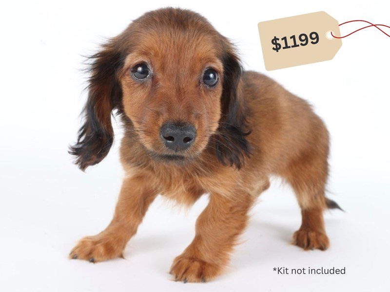Miniature Dachshund-Dog-Male-Red Sable-5057624-XO PUPS