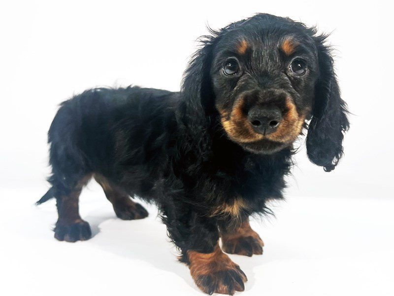 Miniature Dachshund-Dog-Male-Black/Tan-5074279-XO PUPS