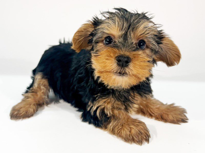 Yorkshire Terrier-Dog-Female-Black/Tan-5074278-XO PUPS