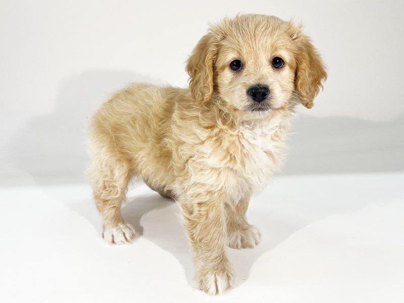 [#14806] Cream Male Doxiepoo Puppies For Sale #2