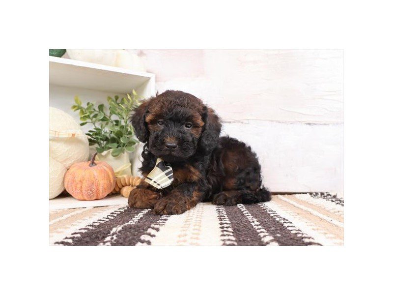 Miniature Bernedoodle-Dog-Male-Black / Tan-5075928-XO PUPS