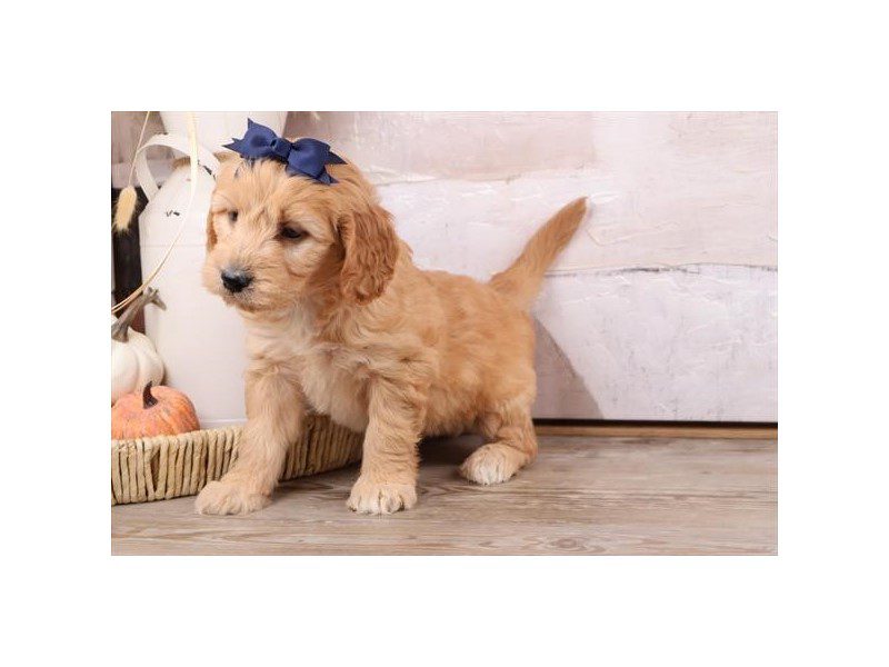 [#14818] Golden Female Goldendoodle Puppies For Sale #2