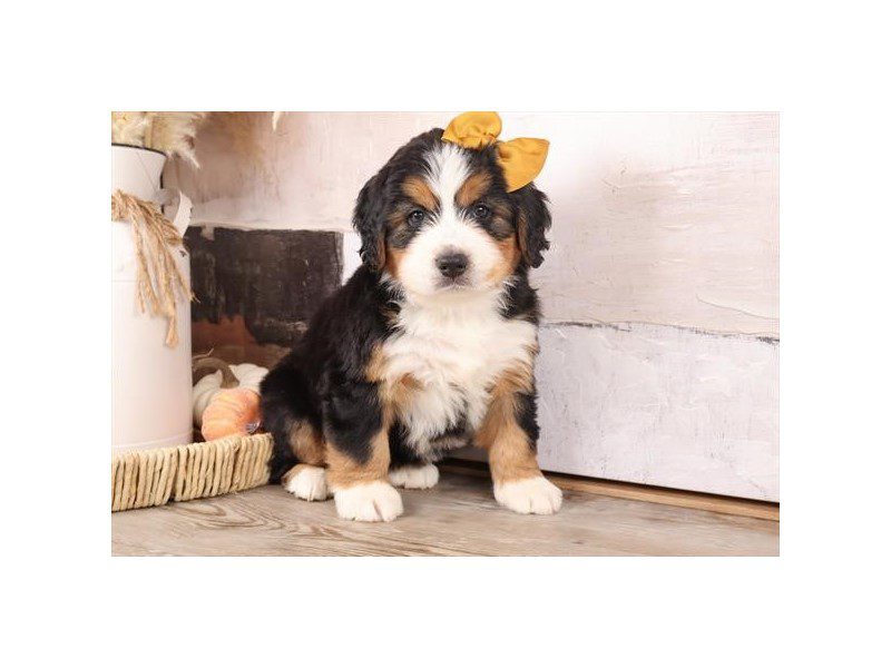 [#14799] Tri-Colored Female Miniature Bernedoodle Puppies For Sale #2