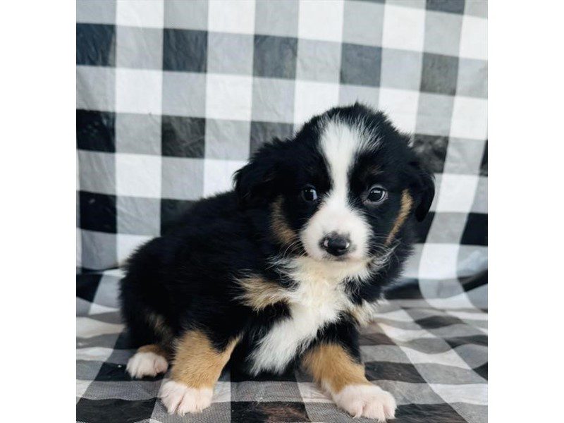 [#14823] Black Female Miniature Australian Shepherd Puppies For Sale #2