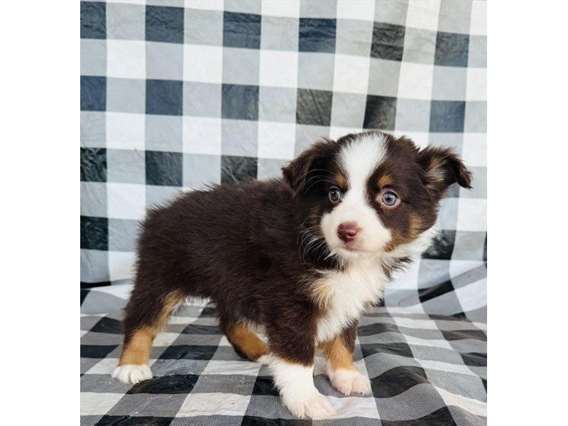 [#14824] Red Female Miniature Australian Shepherd Puppies For Sale #2