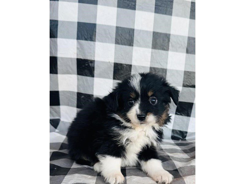 [#14825] Black Male Miniature Australian Shepherd Puppies For Sale #2