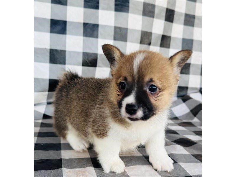 [#14826] Red Sable Male Pembroke Welsh Corgi Puppies For Sale #2
