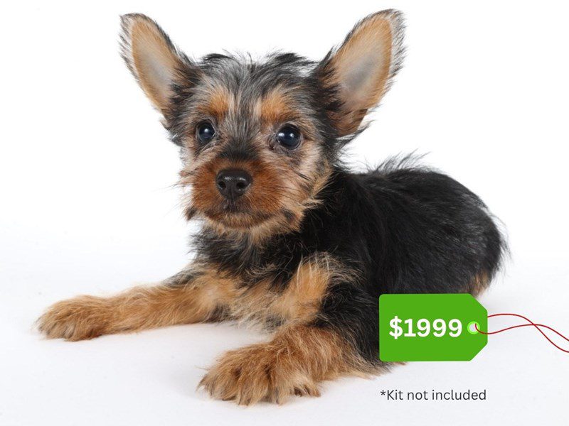 [#14789] Black/Tan Male Silky Terrier Puppies For Sale #3