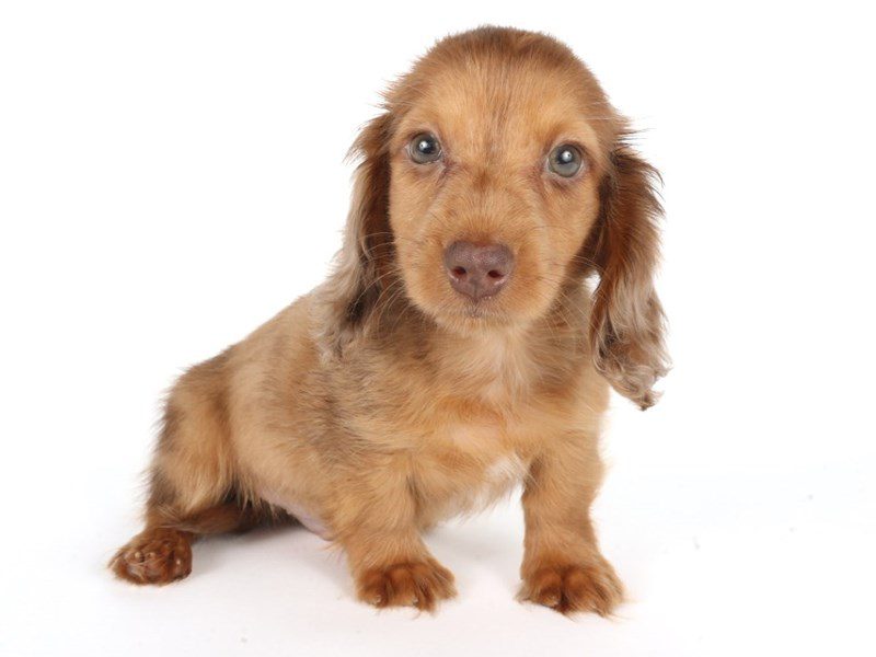 Miniature Dachshund-Dog-Male-Red Dapple-5075920-XO PUPS