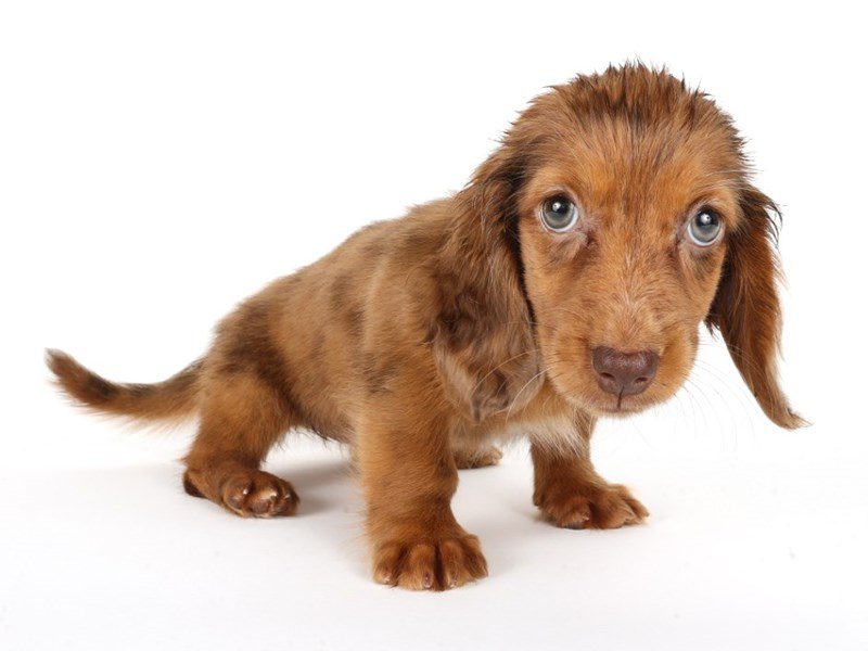 Miniature Dachshund-Dog-Female-Red Dapple-5075919-XO PUPS