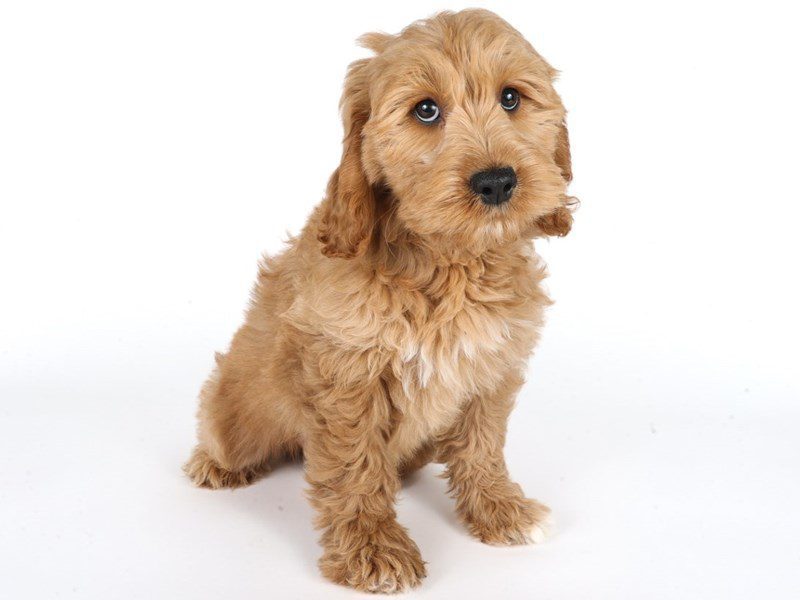 Goldendoodle-Dog-Female-Golden-5075929-XO PUPS