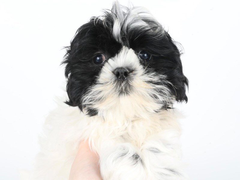Shih Tzu-Dog-Female-Black & White-5072758-XO PUPS