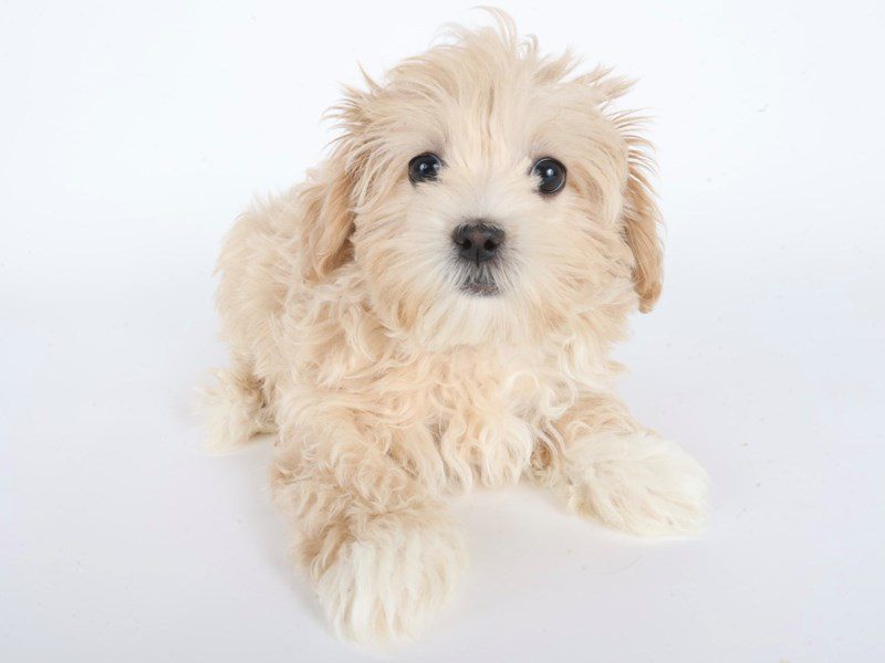 [#14783] Apricot Female Maltipoo Puppies For Sale #2