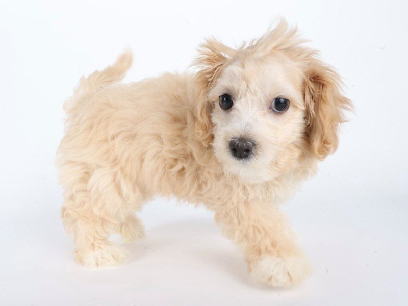 [#14785] Apricot Female Maltipoo Puppies For Sale #2