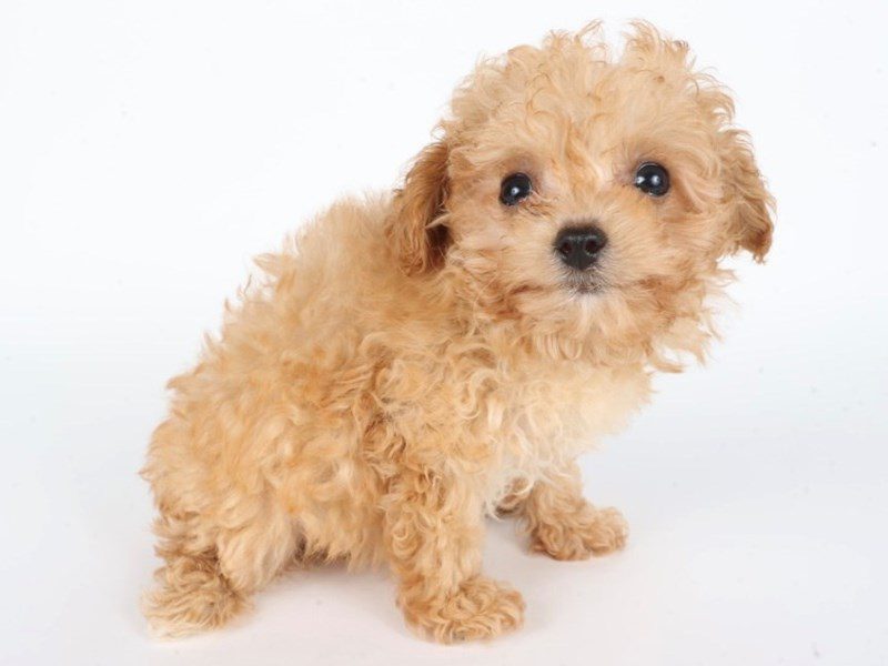 Toy Poodle-Dog-Female-Apricot-5077402-XO PUPS