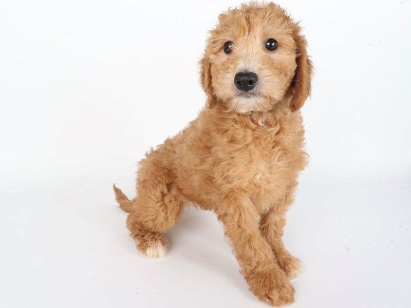 Miniature Goldendoodle-Dog-Male-Apricot & White-5077401-XO PUPS