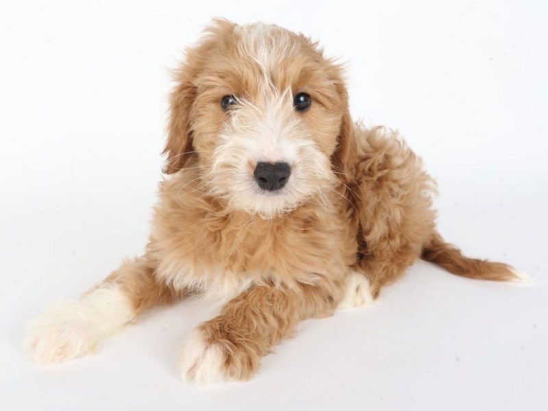 [#14832] Apricot & White Male Miniature Goldendoodle Puppies For Sale #3