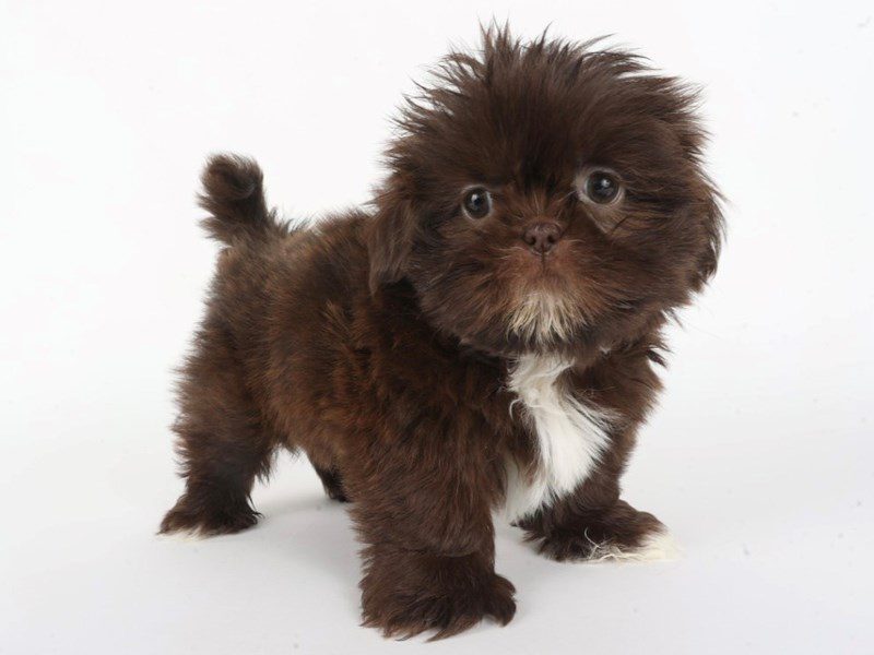 [#14829] Chocolate Male Shih Tzu Puppies For Sale #2