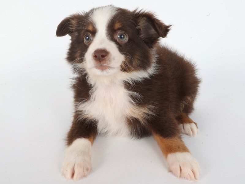 Miniature Australian Shepherd-Dog-Female-Red-5075965-XO PUPS