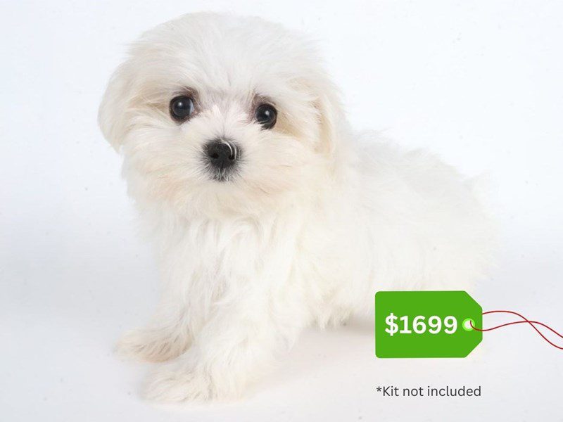 Maltese-Dog-Male-White-5066740-XO PUPS