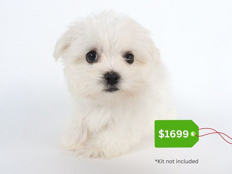 [#14762] White Male Maltese Puppies For Sale #3
