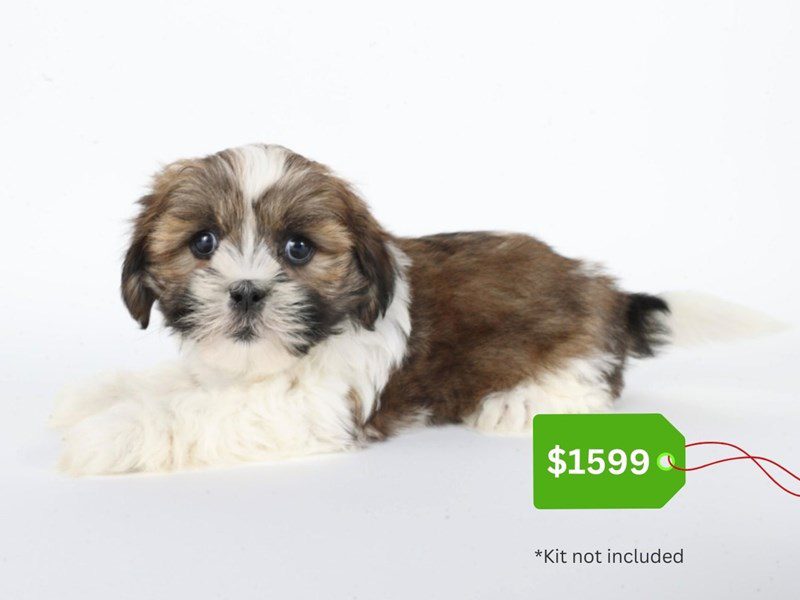 Lhasa Apso-Dog-Female-Brindle / White-5068093-XO PUPS