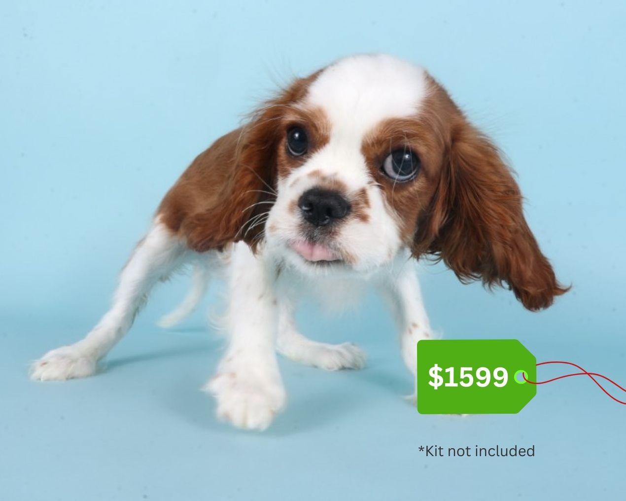 Cavalier King Charles Spaniel-Dog-Male-Blenheim-5074281-XO PUPS