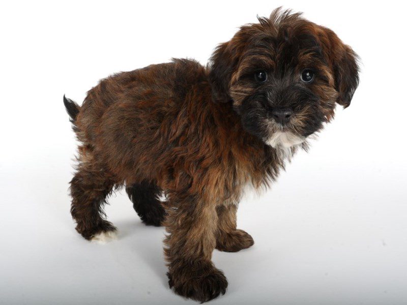 [#14797] Red Sable Male Yorkiepoo Puppies For Sale #2