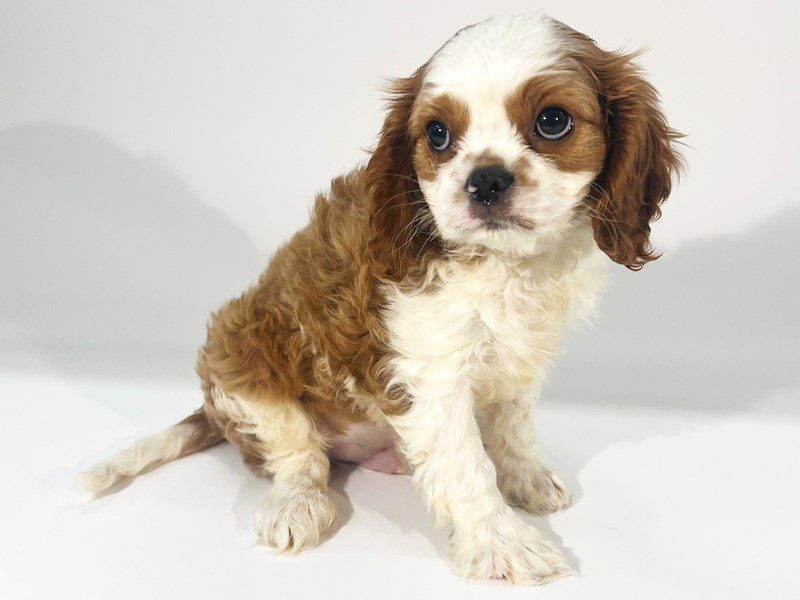 [#14812] Blenheim Male Cavalier King Charles Spaniel Puppies For Sale #2