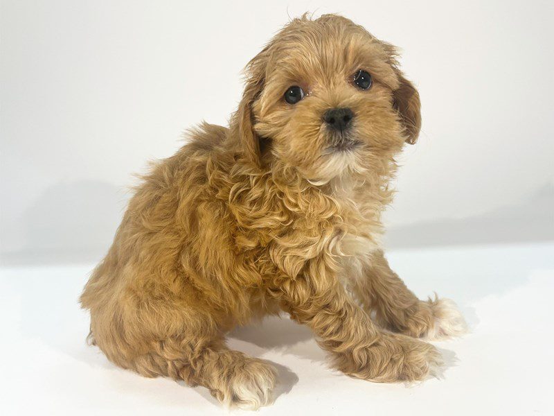 Shihpoo-Dog-Female-Apricot-5074280-XO PUPS