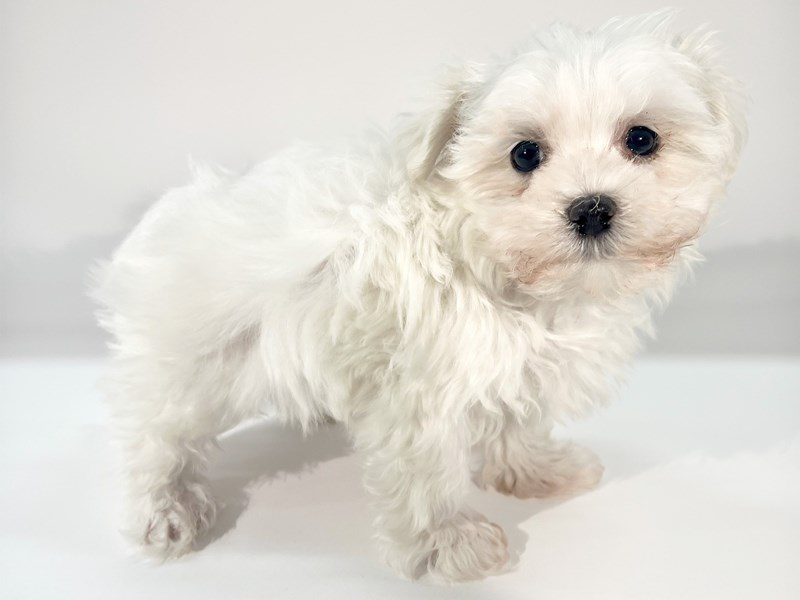 [#14808] White Male Maltese Puppies For Sale #2
