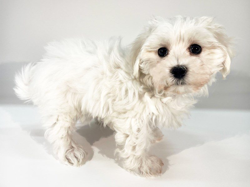 [#14807] White Female Maltese Puppies For Sale #2