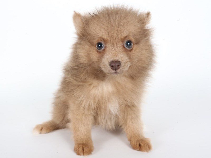 Pomeranian-Dog-Female-Chocolate-5076002-XO PUPS