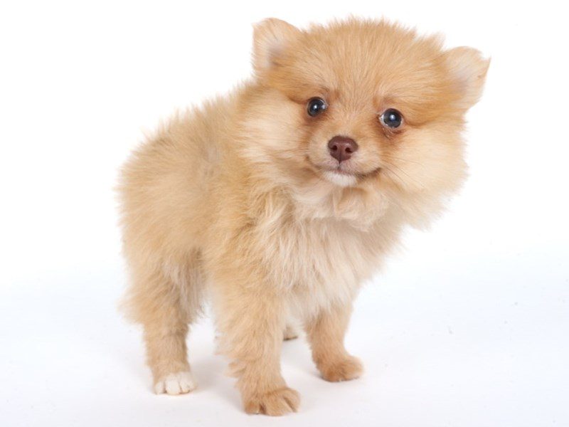 [#14822] Red Male Pomeranian Puppies For Sale #2
