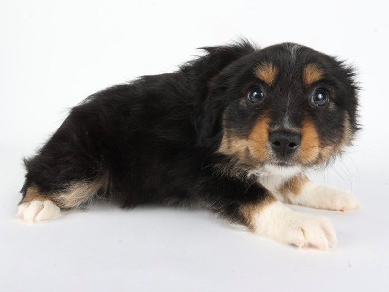 Toy Australian Shepherd-Dog-Female-Tri-Colored-5077409-XO PUPS