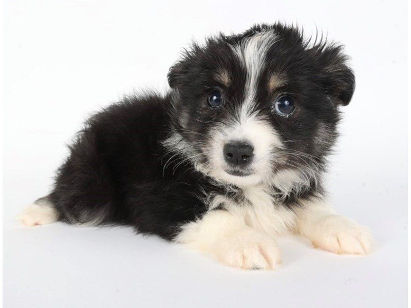 [#14835] Black & White Female Toy Australian Shepherd Puppies For Sale #3