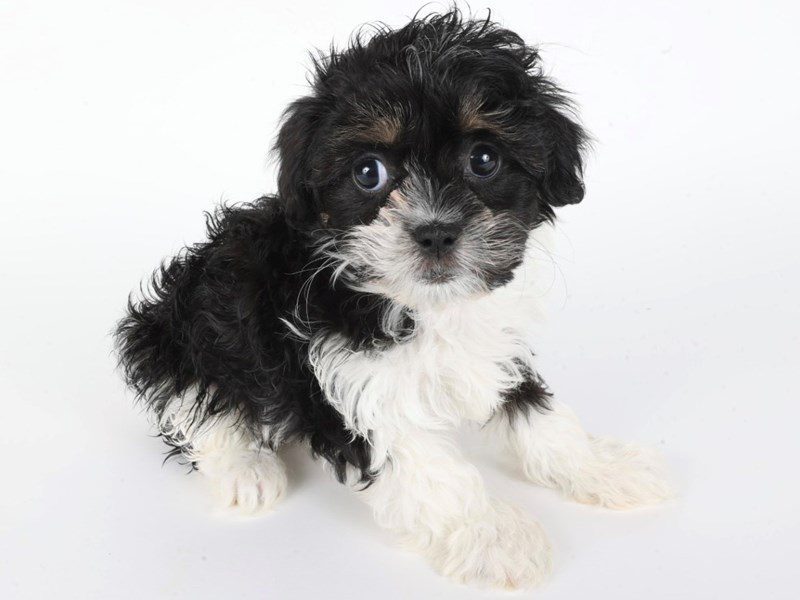 [#14831] Tri-Colored Female Shihpoo Puppies For Sale #2