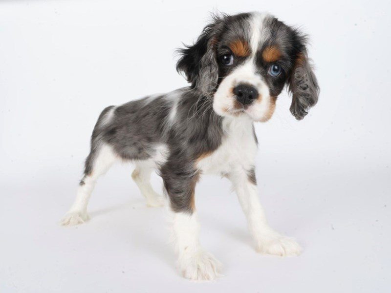 [#14830] Blue Roan Female Cockalier Puppies For Sale #2