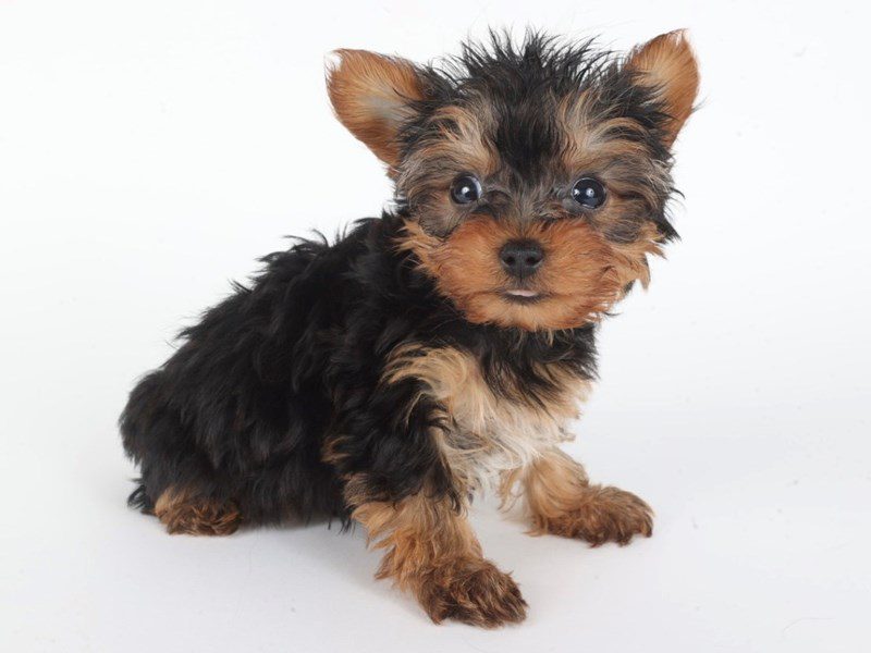 Yorkiepoo-Dog-Male-Black and Tan-5077381-XO PUPS